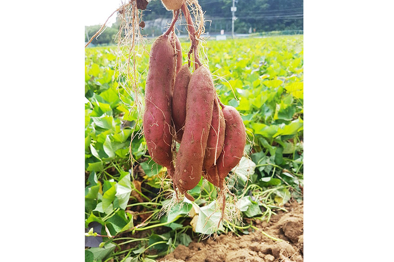 고구마